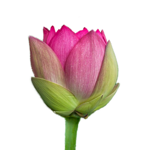 bloom bloom