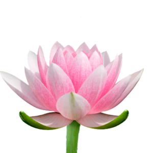 blossom blossom