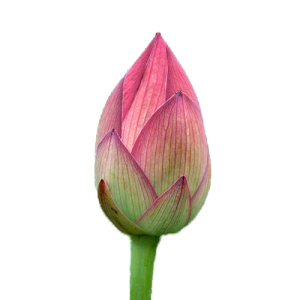 bud bud